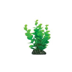 Planta Bacopa Redonda 13 Cm