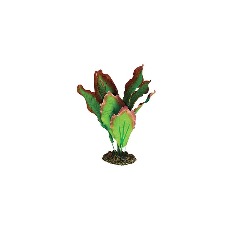 Planta-Amazon-Verde-Y-Roja-13-Cm