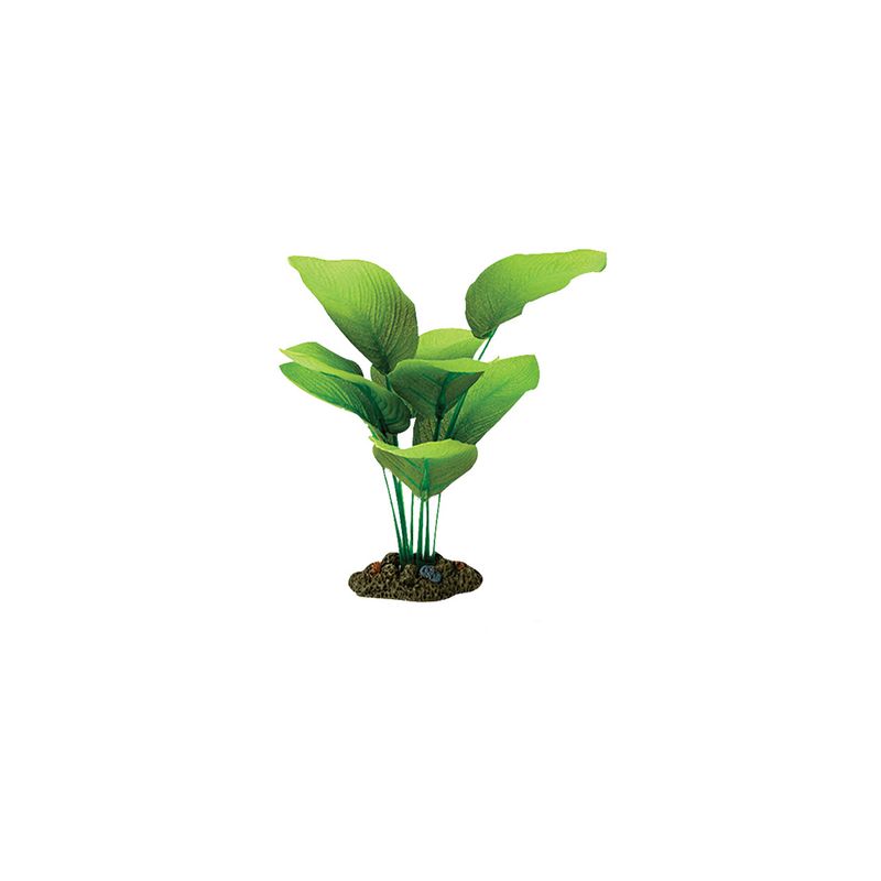 Planta-Sword-Radicans-13-Cm