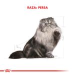 persian-1000x1000-