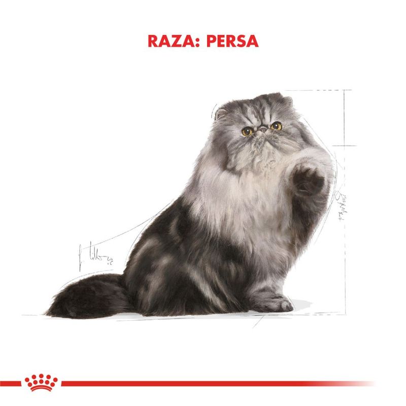 persian-1000x1000-