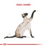 siamese--1000x1000