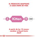 kitten-1000x1000