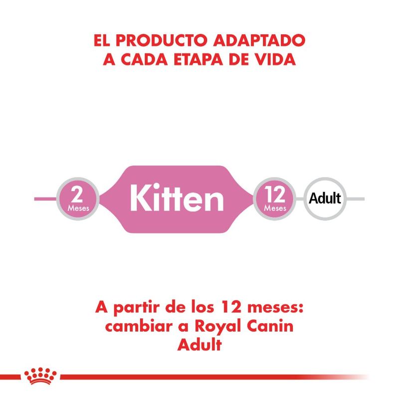 kitten-1000x1000