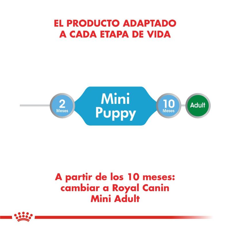 mini-puppy-1000x1000