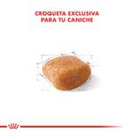 caniche-1000x1000