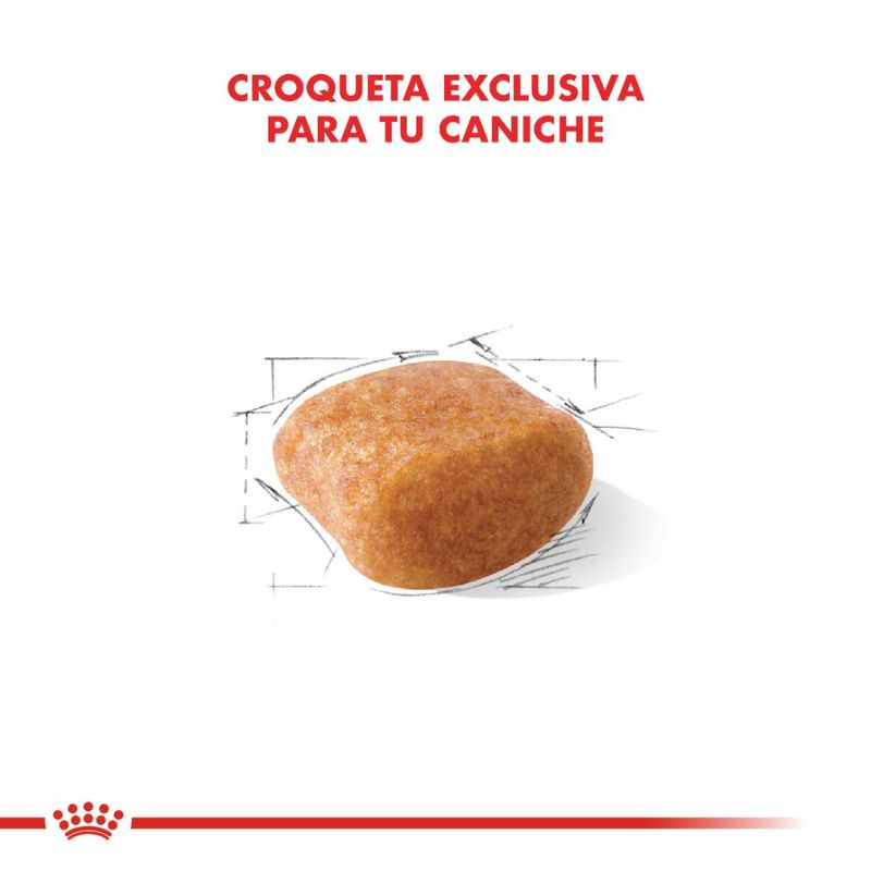 caniche-1000x1000