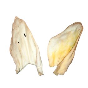 Oreja Vacuna