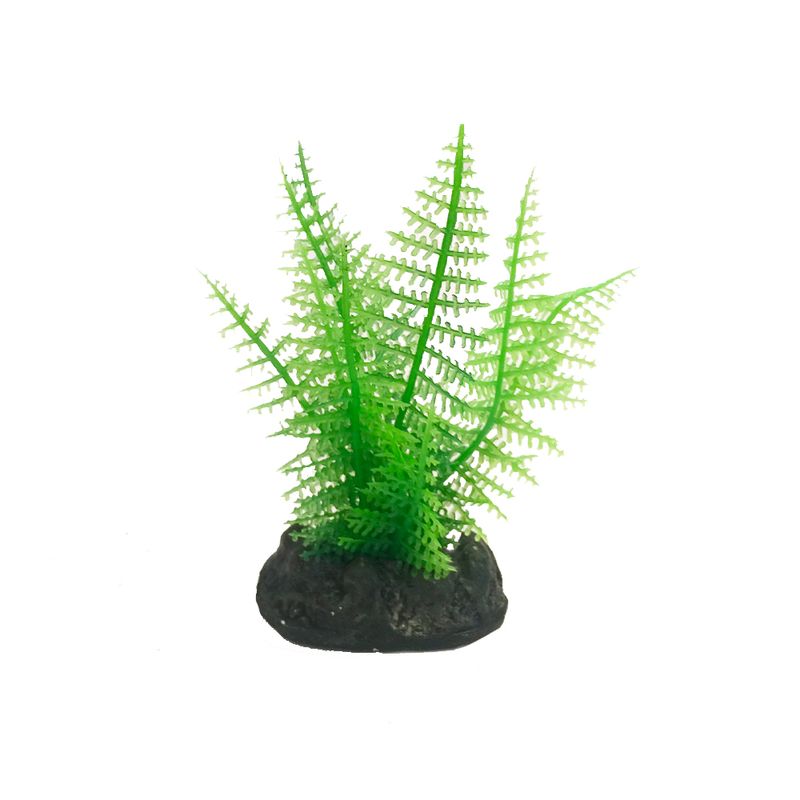 planta-dura-1