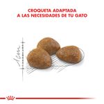 Active-7--croqueta