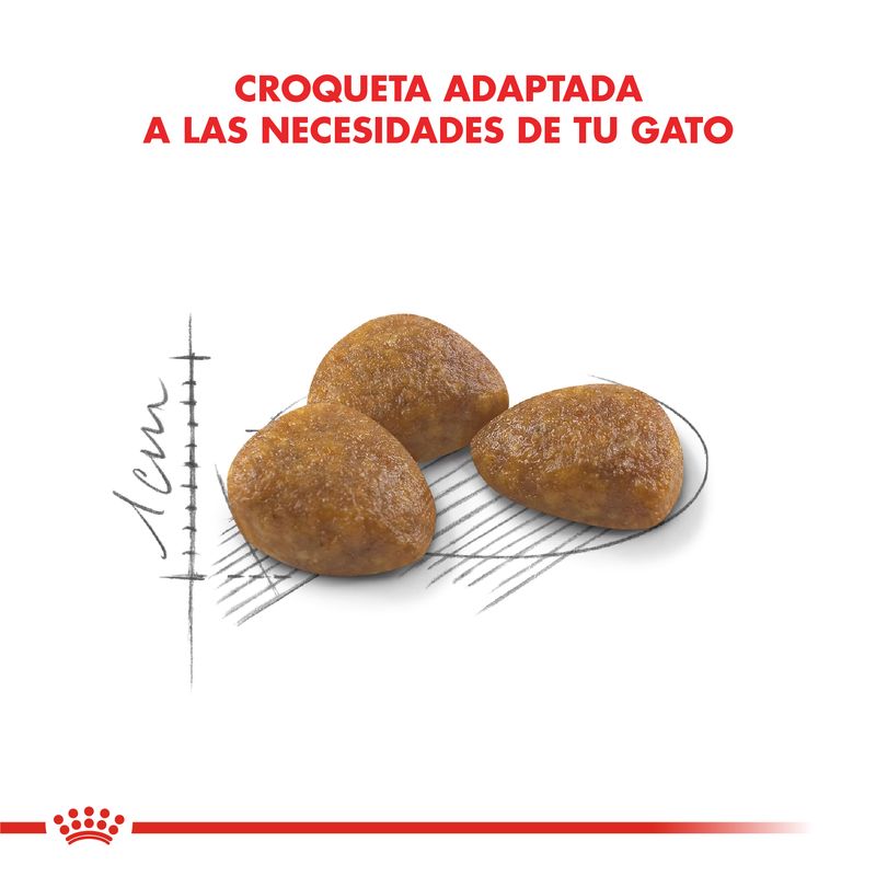 Active-7--croqueta