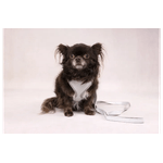 Arnes-Dog-Cub-S-detalle
